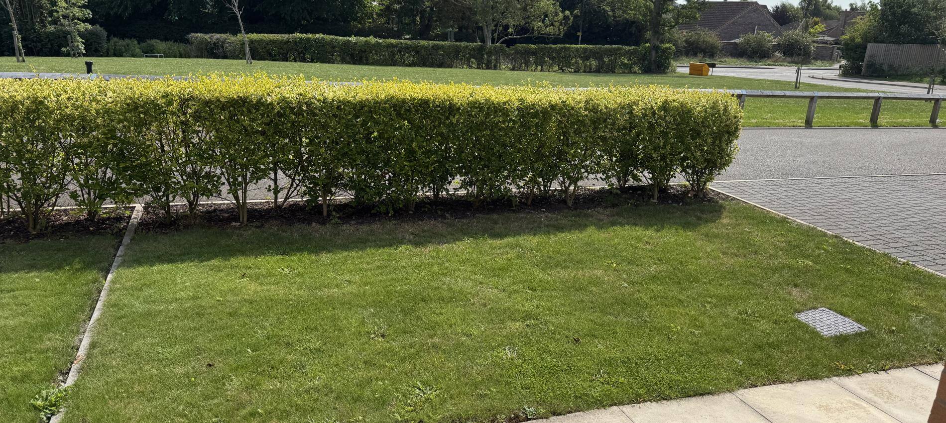 Front garden